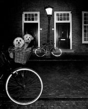 Load image into Gallery viewer, Photography