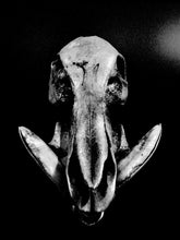 Load image into Gallery viewer, Photography
